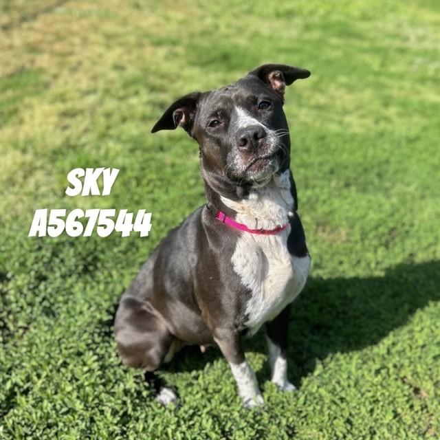 SKY, Adoptable, Adult Female American Staffordshire Terrier & Mixed Breed.