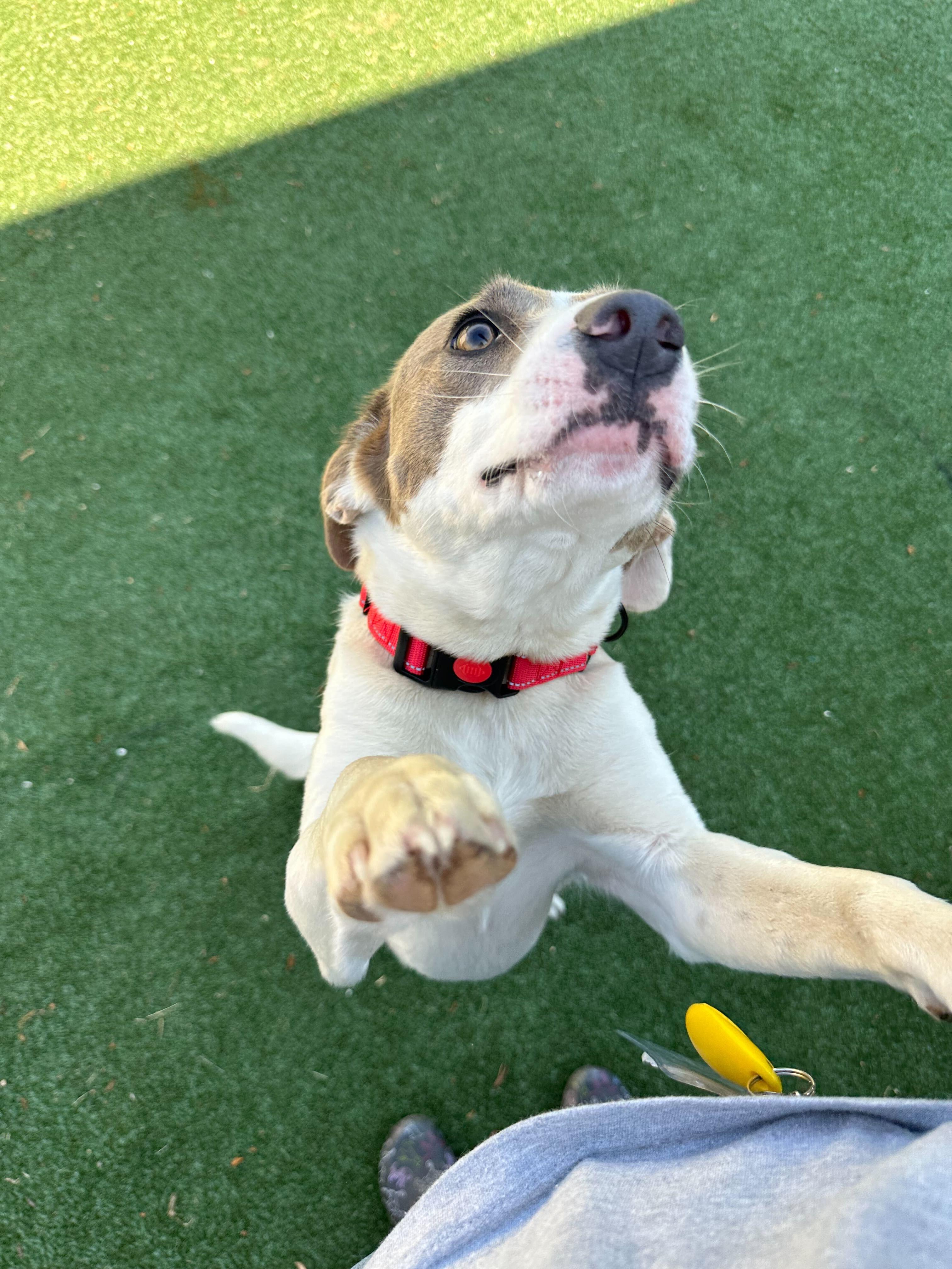 Enlarge Opal, a ADOPTABLE mixed breed in Maidens, VA image 3/3