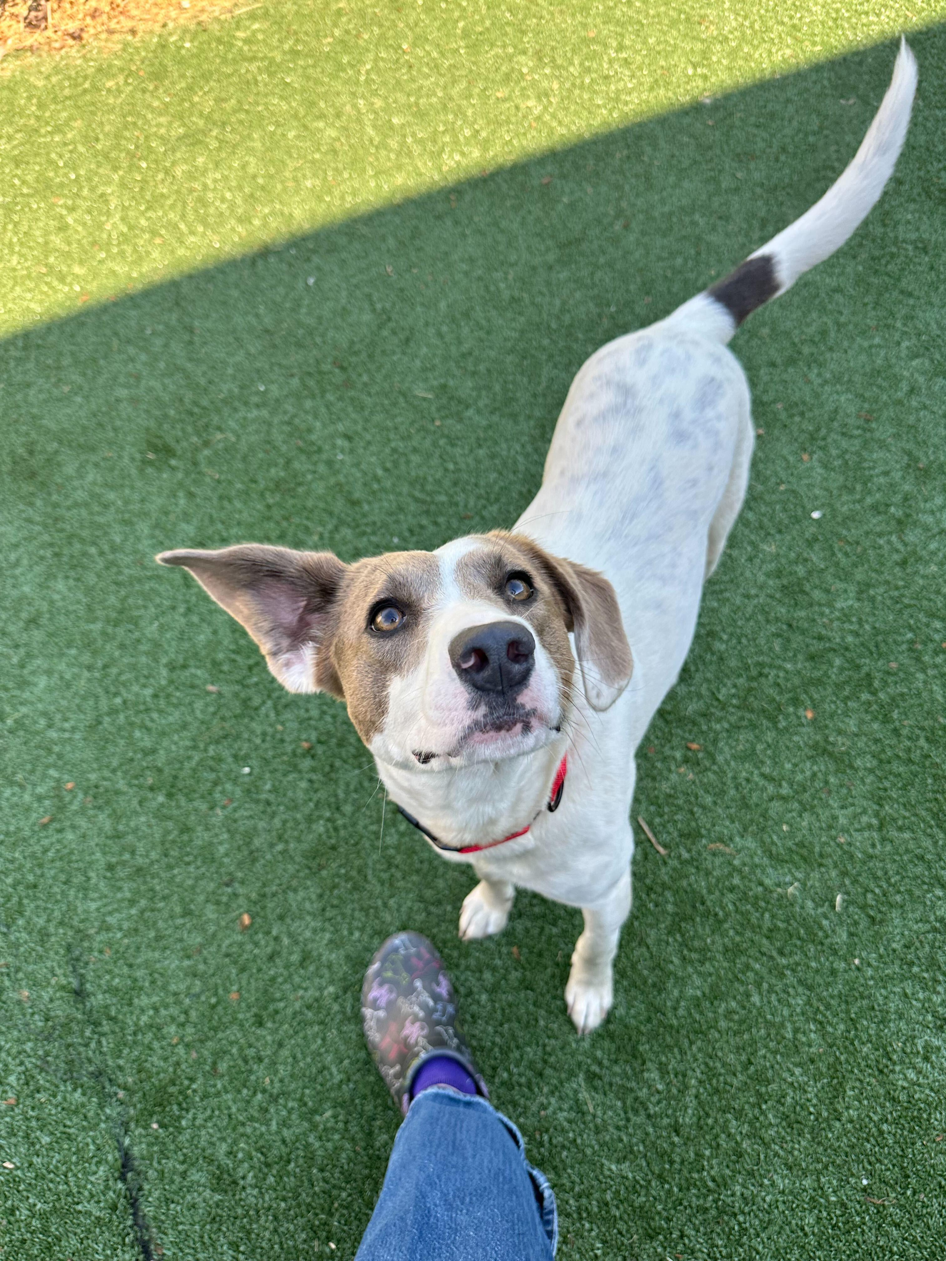 Enlarge Opal, a ADOPTABLE mixed breed in Maidens, VA image 2/3