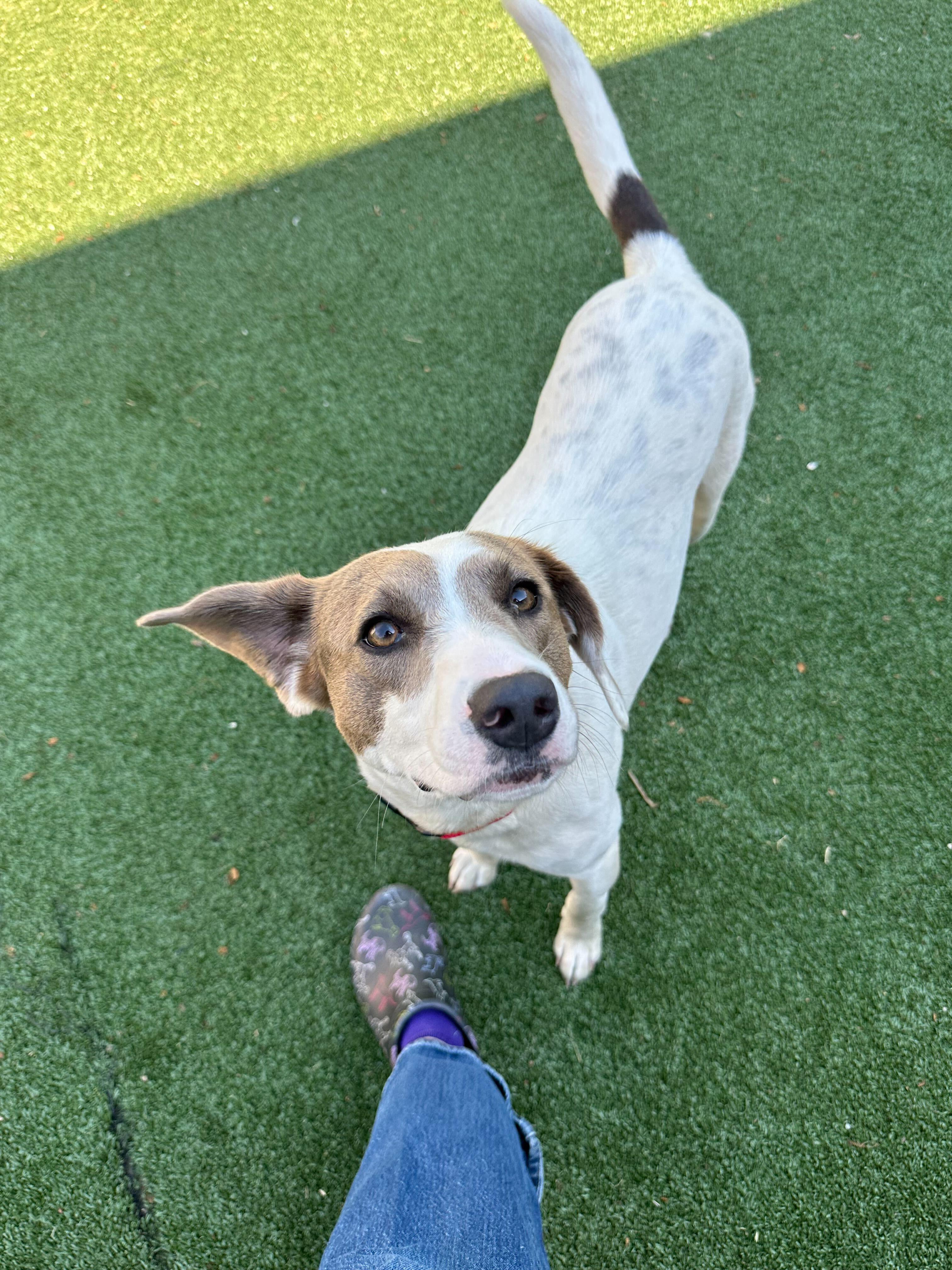 Opal, ADOPTABLE, Young Female Mixed Breed.