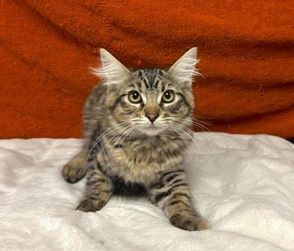 Tia, Adoptable, Kitten Female Domestic Medium Hair & Domestic Short Hair.