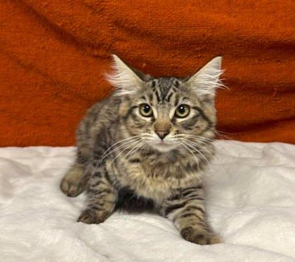 Enlarge Tia, a Adoptable mixed breed in Visalia, CA image 2/3