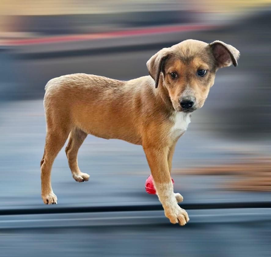 Enlarge Layla PENDING ADOPTION, a Adoptable mixed breed in South Portland, ME image 1/1