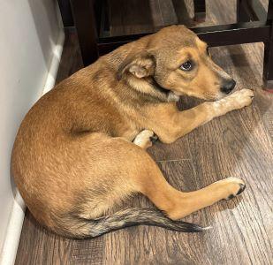 Layla ADOPTED in Maine, a Adoptable mixed breed in South Portland, ME image 2/3