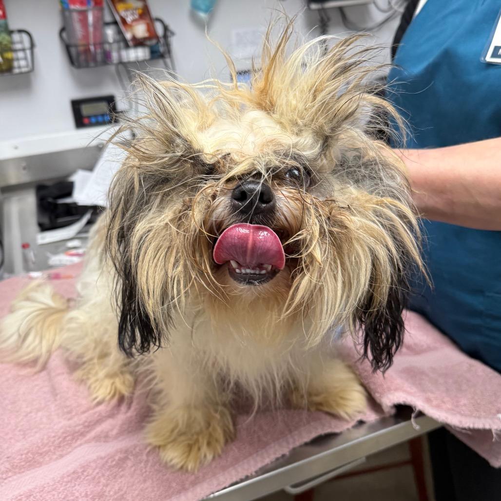 Enlarge Porcini, a Adoptable mixed breed in Brookfield, WI image 2/2