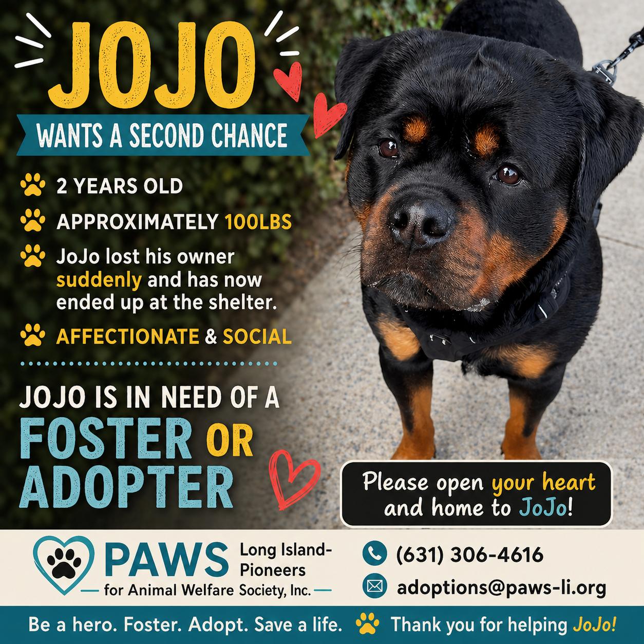Enlarge JOJO, a Adoptable mixed breed in Huntington, NY image 3/3
