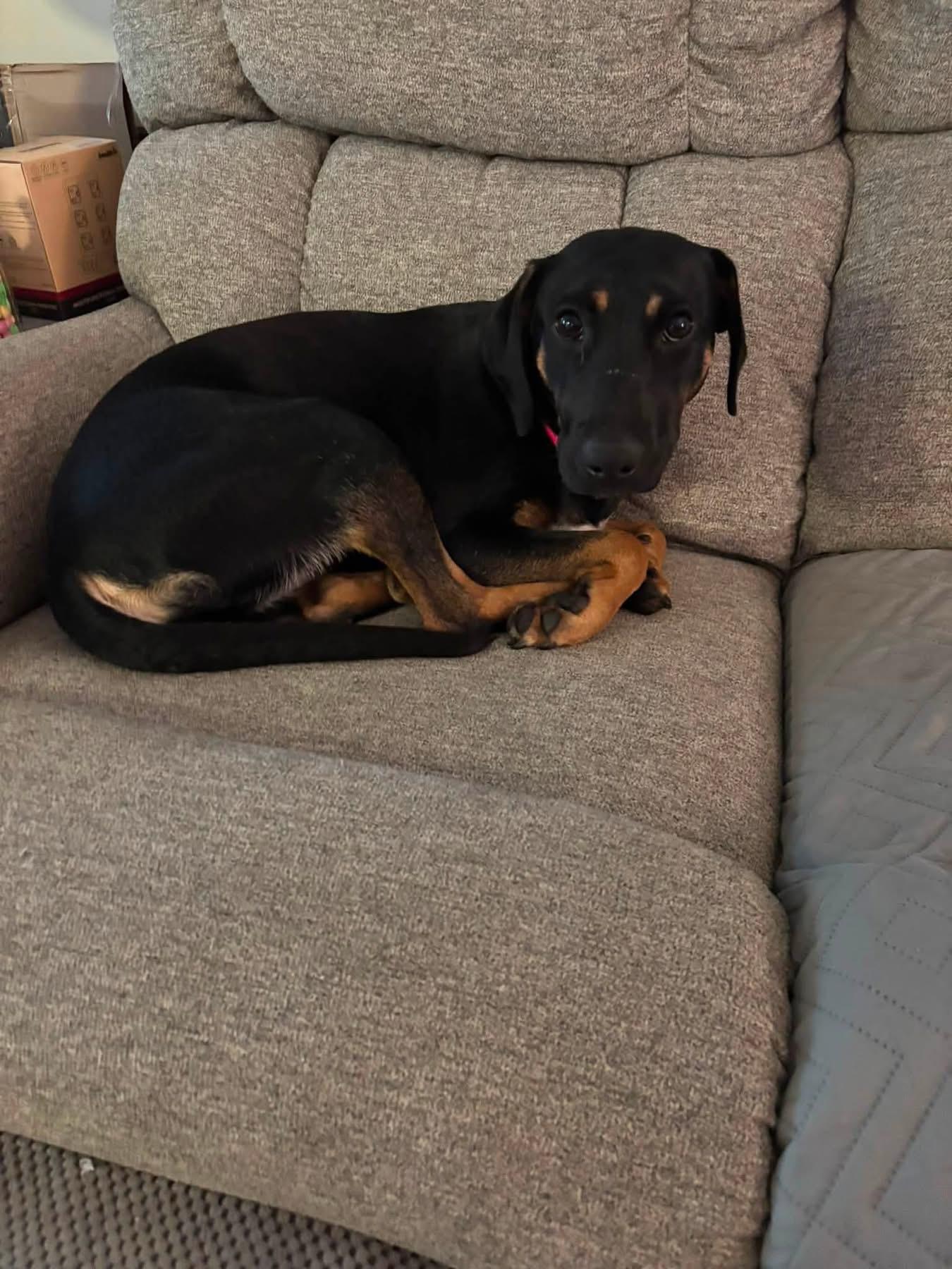 Tink, a ADOPTABLE Mixed Breed in Louisville, KY image 2/3