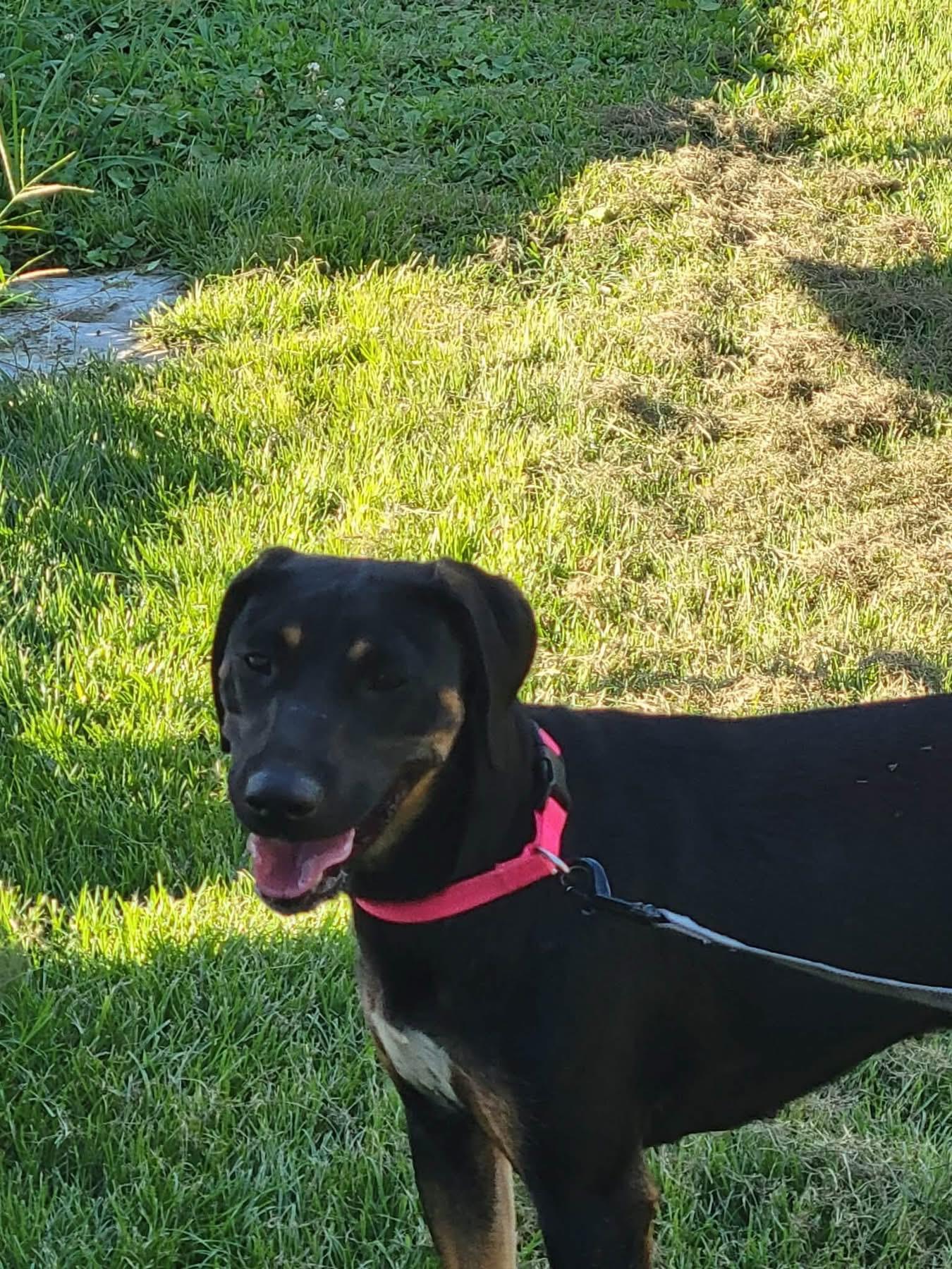 Tink, ADOPTABLE, Young Female Mixed Breed.