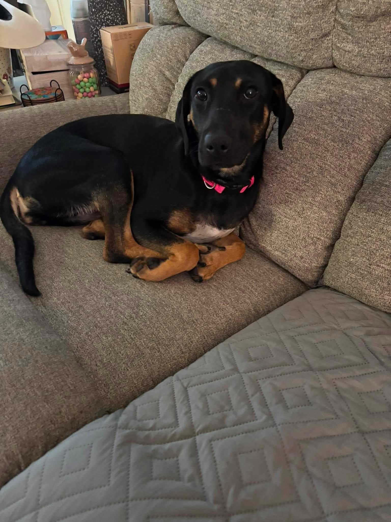 Tink, a ADOPTABLE Mixed Breed in Louisville, KY image 3/3