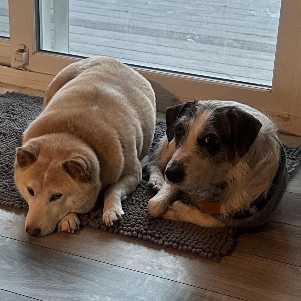 Enlarge Reggie, an adopted mixed breed in Normal, IL image 3/4