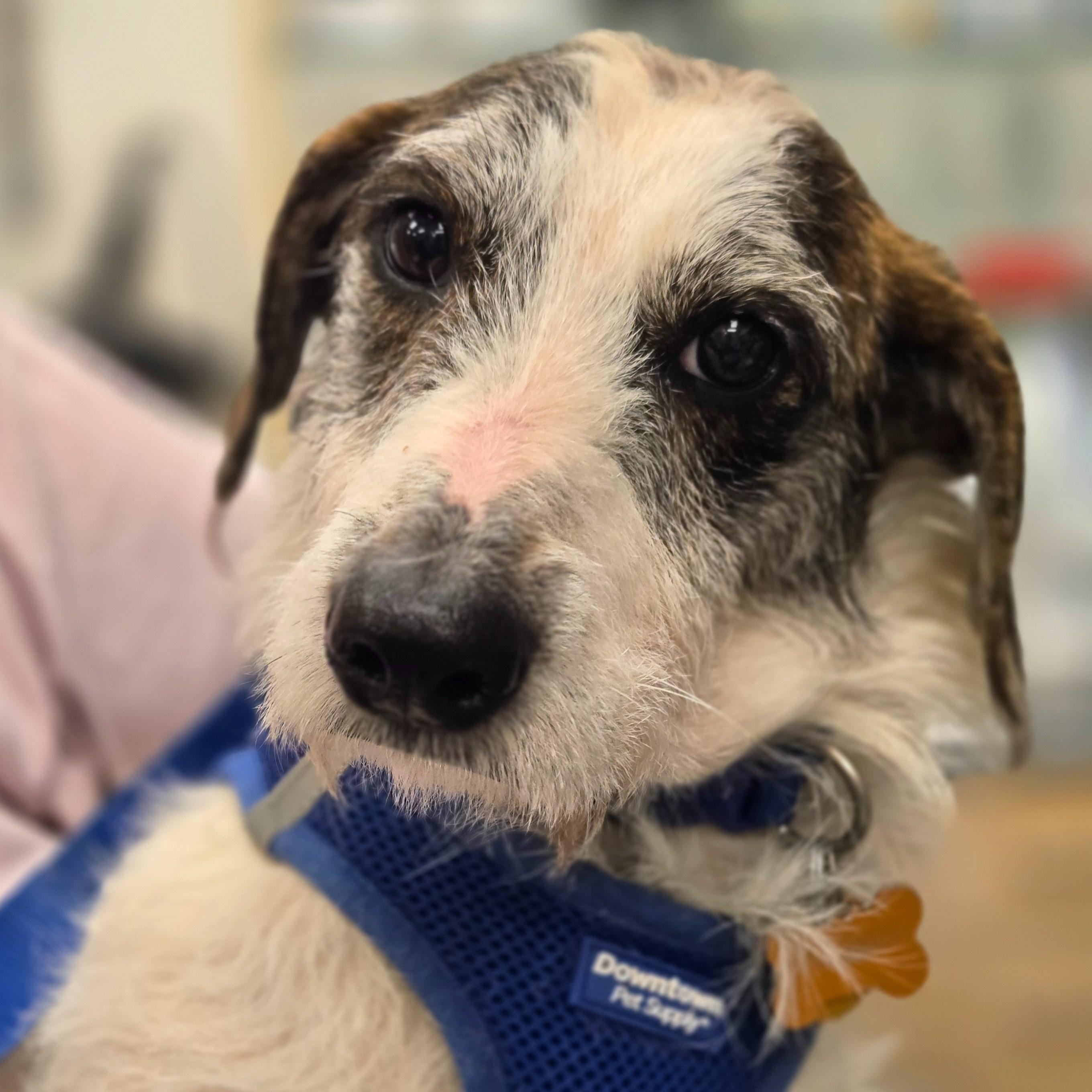Reggie, adopted, Adult Male Terrier.