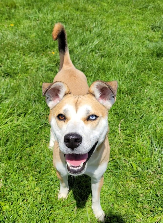 Marley, an adopted mixed breed in Lisbon, OH image 5/5