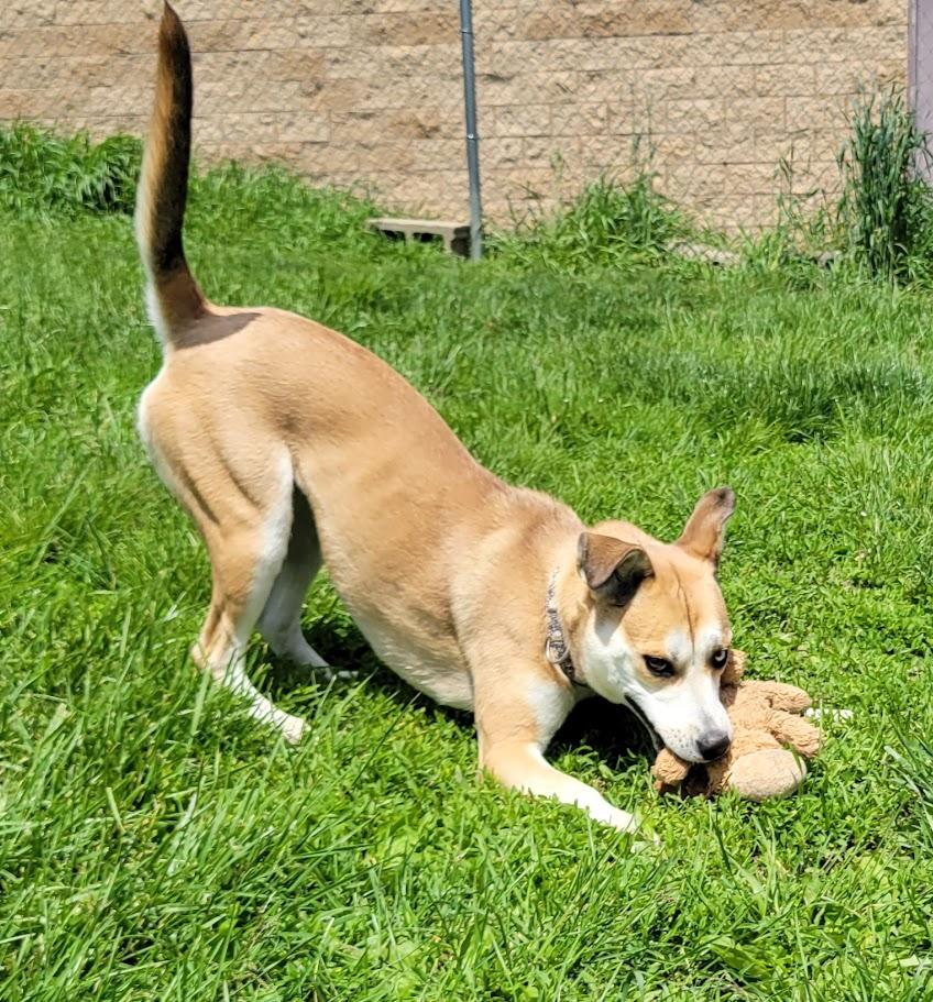 Marley, an adopted mixed breed in Lisbon, OH image 2/5