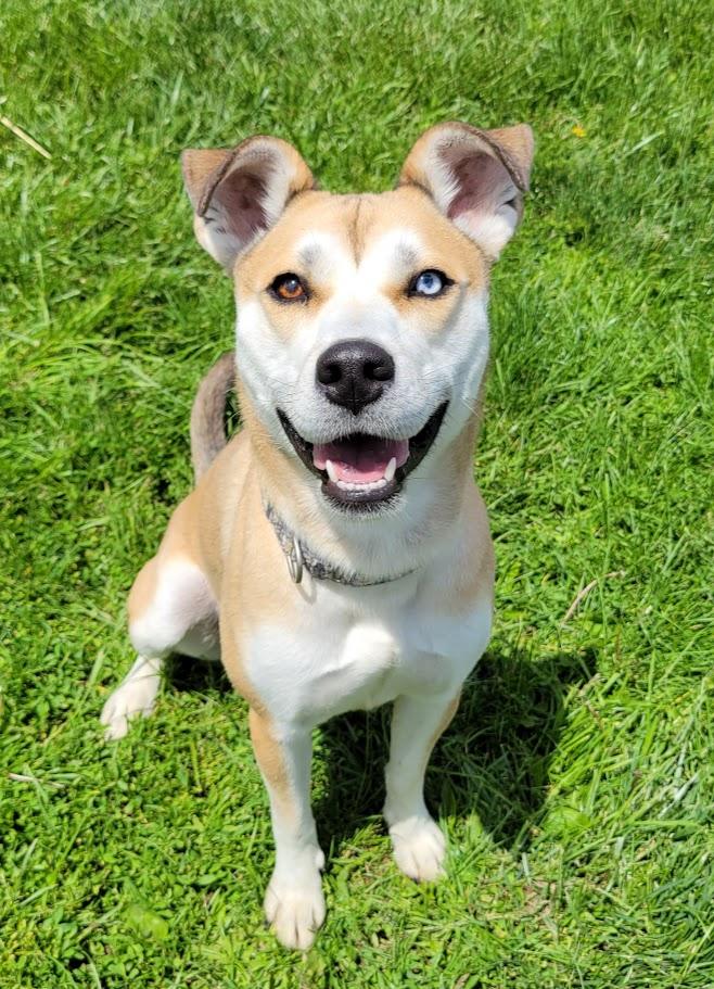 Marley, adopted, Young Female Siberian Husky.