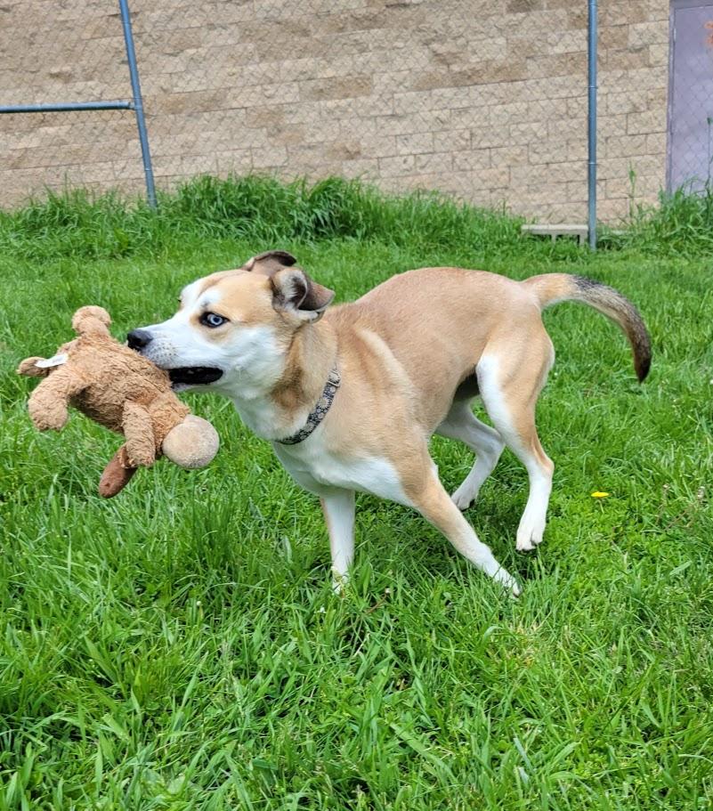 Marley, an adopted mixed breed in Lisbon, OH image 3/5