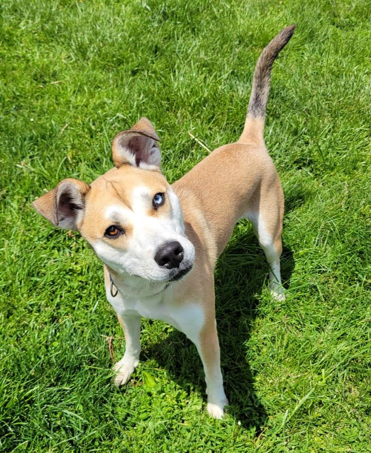 Marley, an adopted mixed breed in Lisbon, OH image 4/5