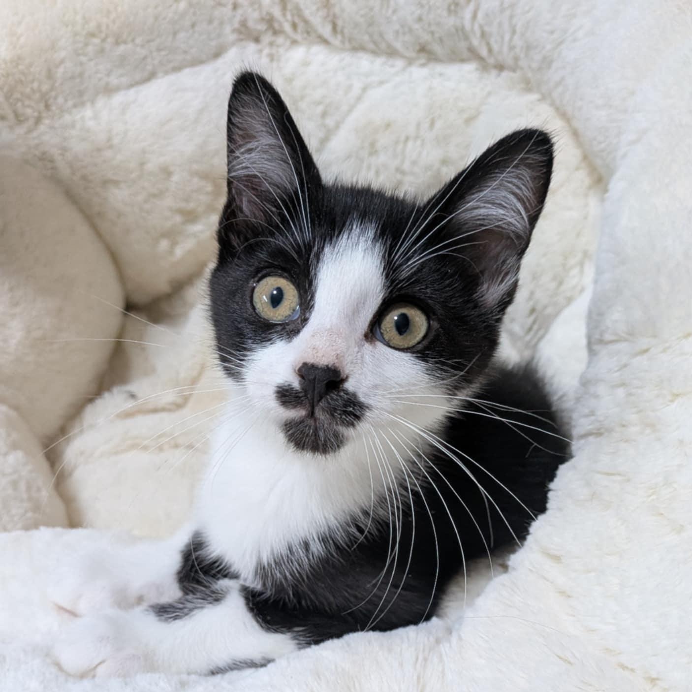 Enlarge Ahsoka, a Adoptable mixed breed in Monticello, MN image 1/1