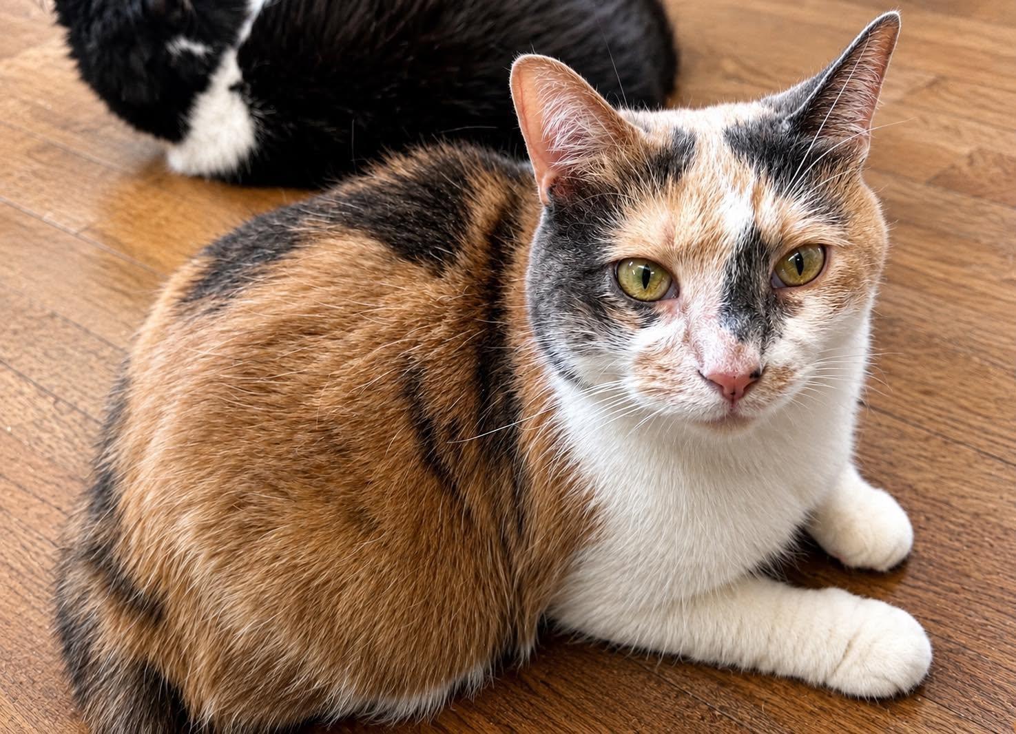 Crayola, Adoptable, Adult Female Domestic Short Hair.