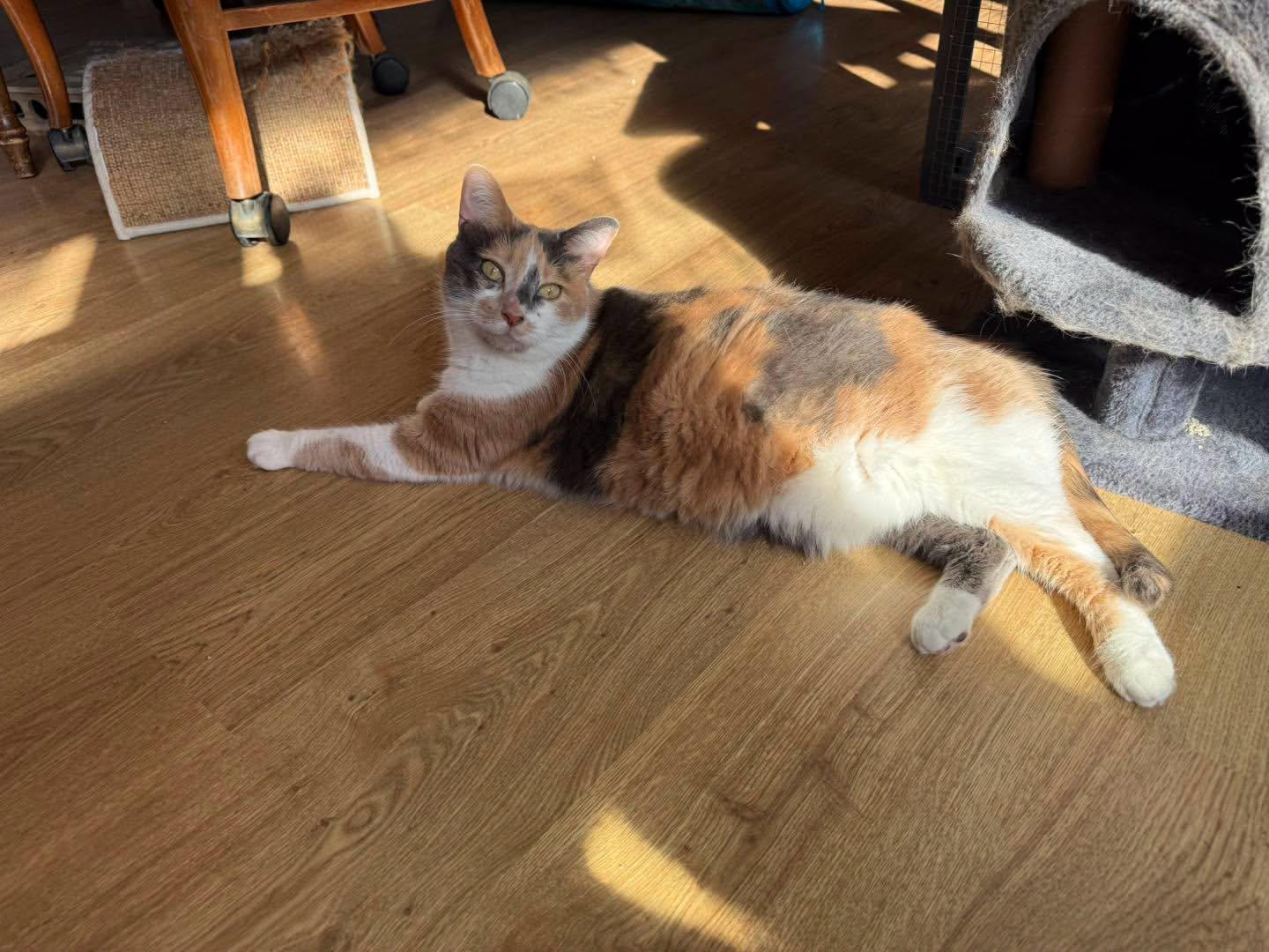 Enlarge Crayola, a Adoptable Domestic Short Hair in Holland , MI image 2/2