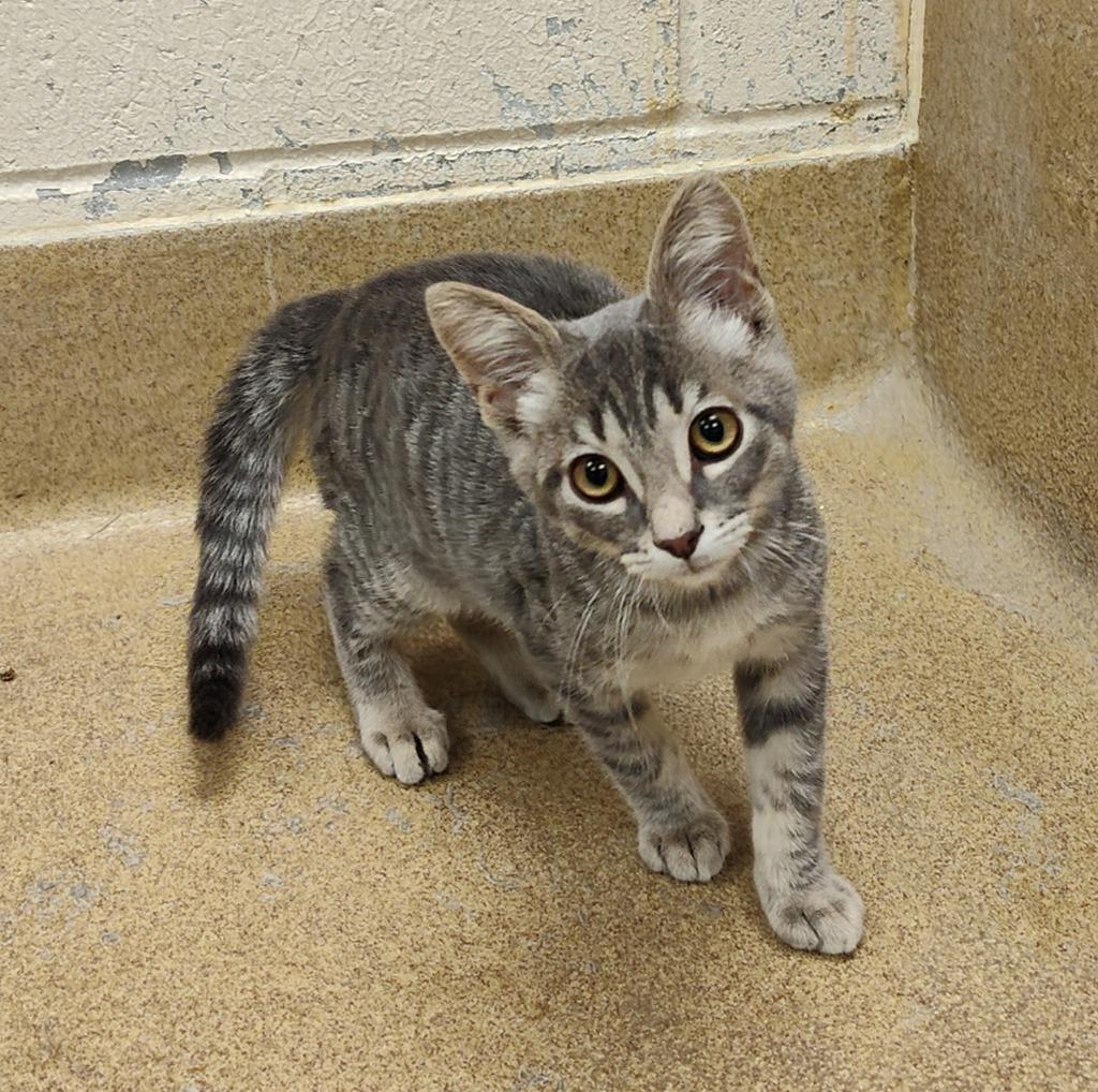 Sport, Adoptable, Kitten Male Domestic Short Hair.