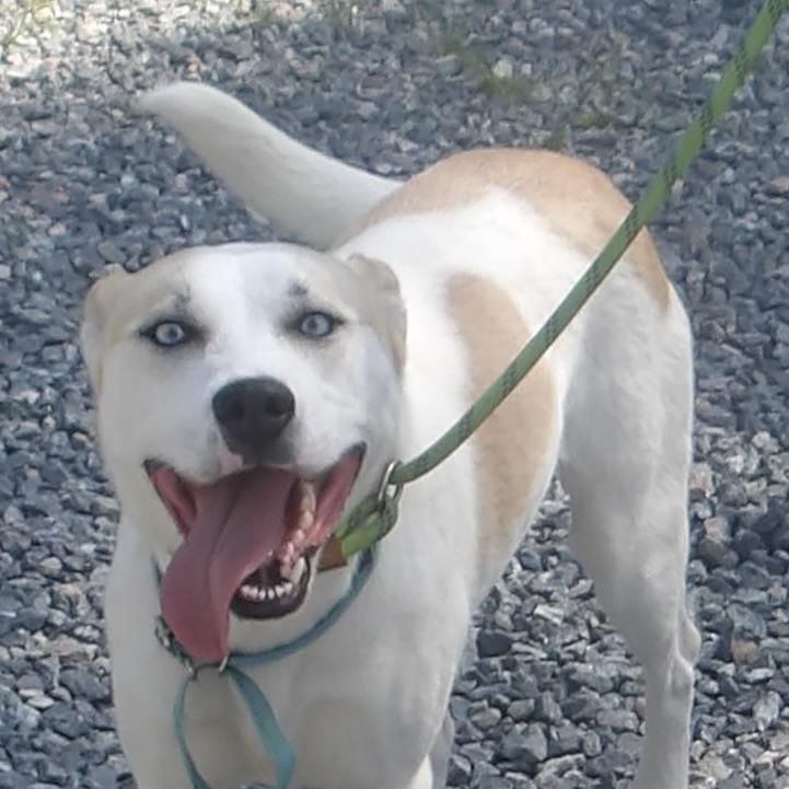 Stickers, ADOPTABLE, Adult Female Mixed Breed.