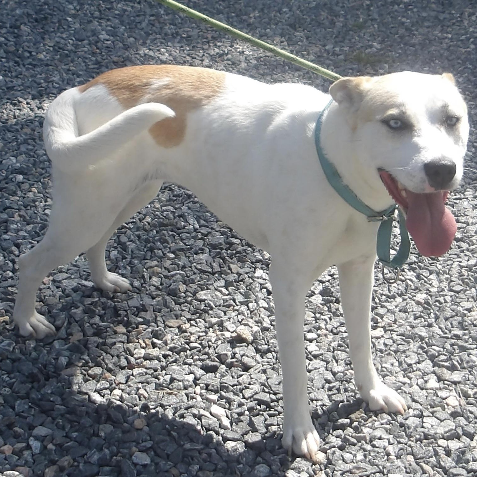 Enlarge Stickers, a ADOPTABLE Mixed Breed in Gloucester, VA image 2/3