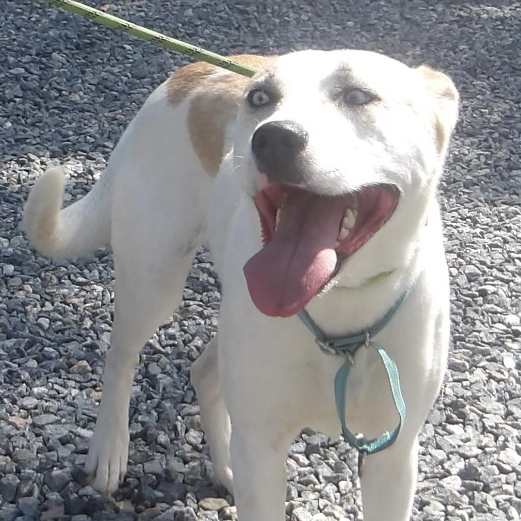 Enlarge Stickers, a ADOPTABLE Mixed Breed in Gloucester, VA image 3/3
