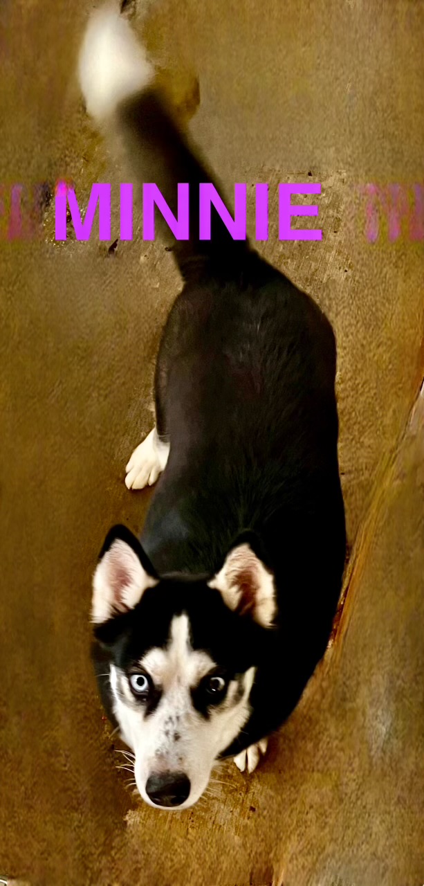 Enlarge Minnie, a Adoptable Husky in Hartwell, GA image 1/1