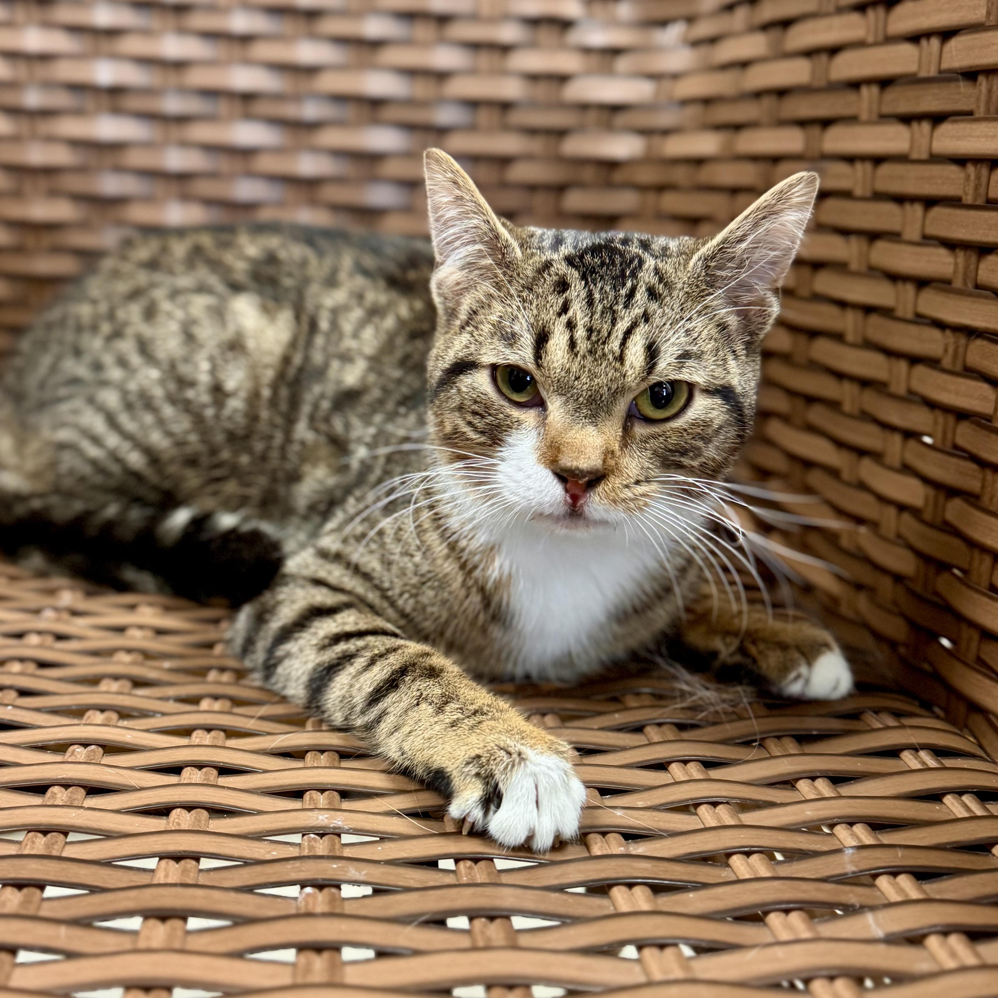 Socrates thumbnail 2