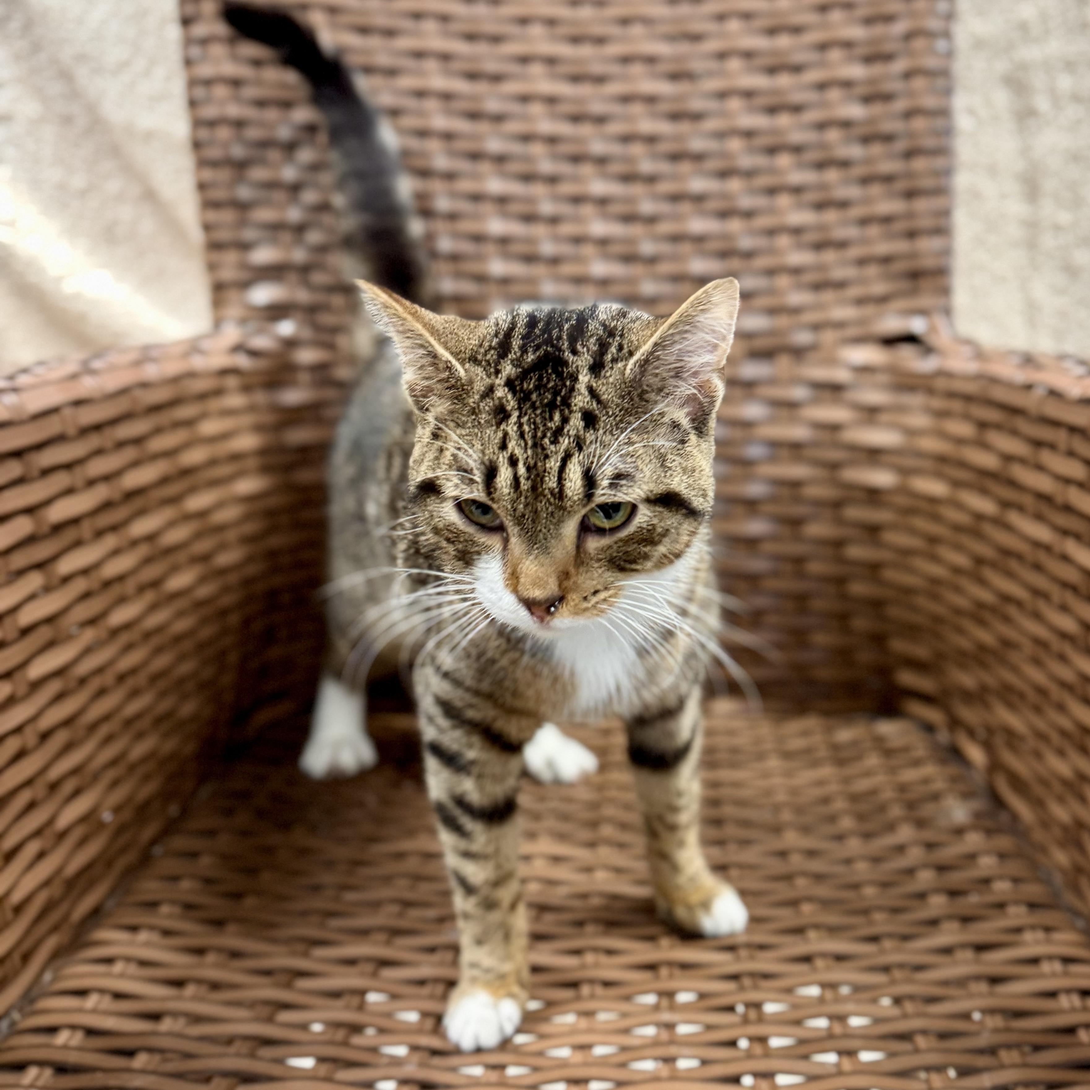 Socrates thumbnail 3