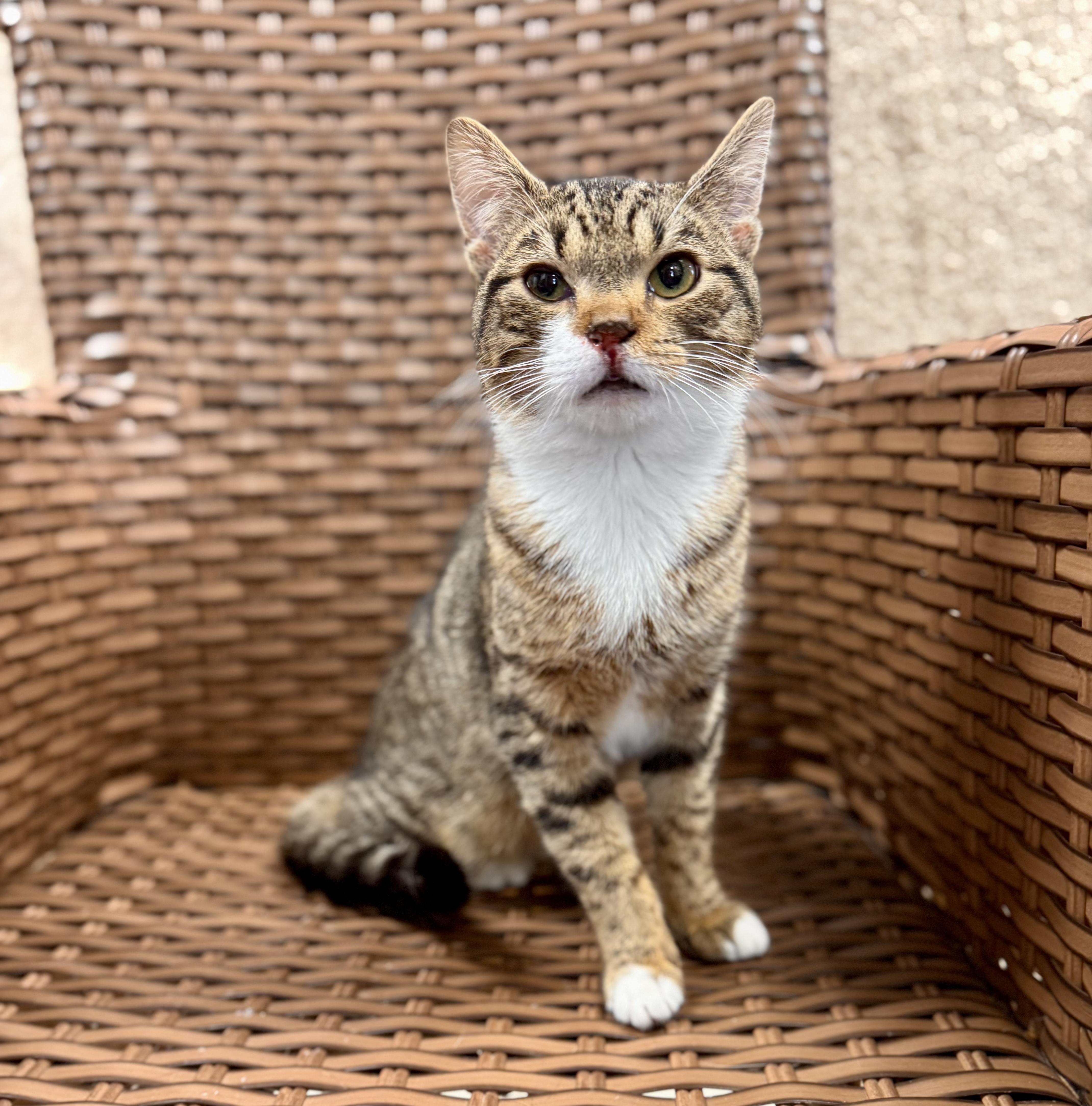 Socrates thumbnail 4