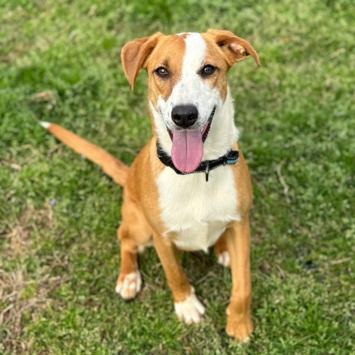 Enlarge Sandy *URGENT*, a Adoptable mixed breed in Conway, AR image 1/2