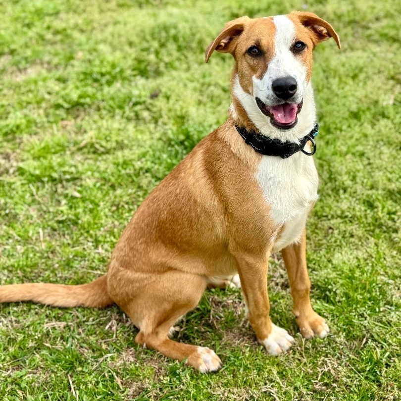 Enlarge Sandy *URGENT*, a Adoptable mixed breed in Conway, AR image 2/2