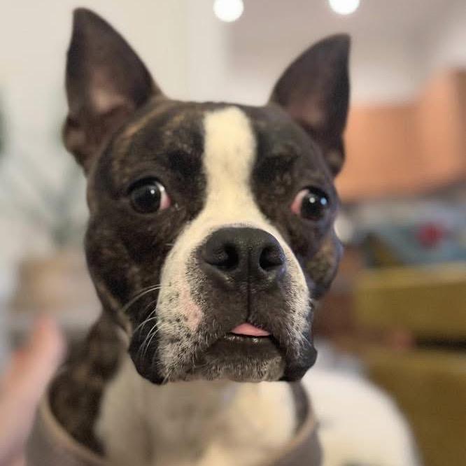 Tad (Courtesy Post) — thumbnail 4