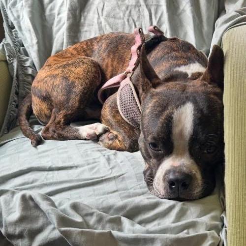 Tad (Courtesy Post) — thumbnail 5