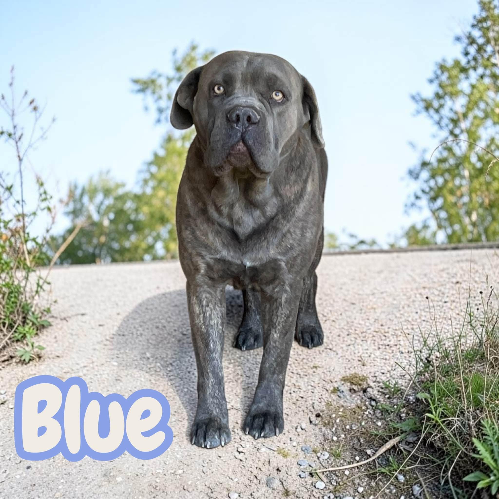 Enlarge Blue - Giant Snuggley Lovebug. Leash & House Trained, Good with Kids/Dogs/Cats, a Adoptable mixed breed in Hartford, CT image 2/4