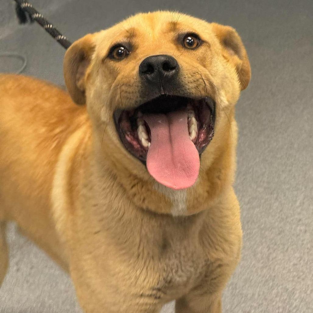 Spud, Adoptable, Young Male Mixed Breed.