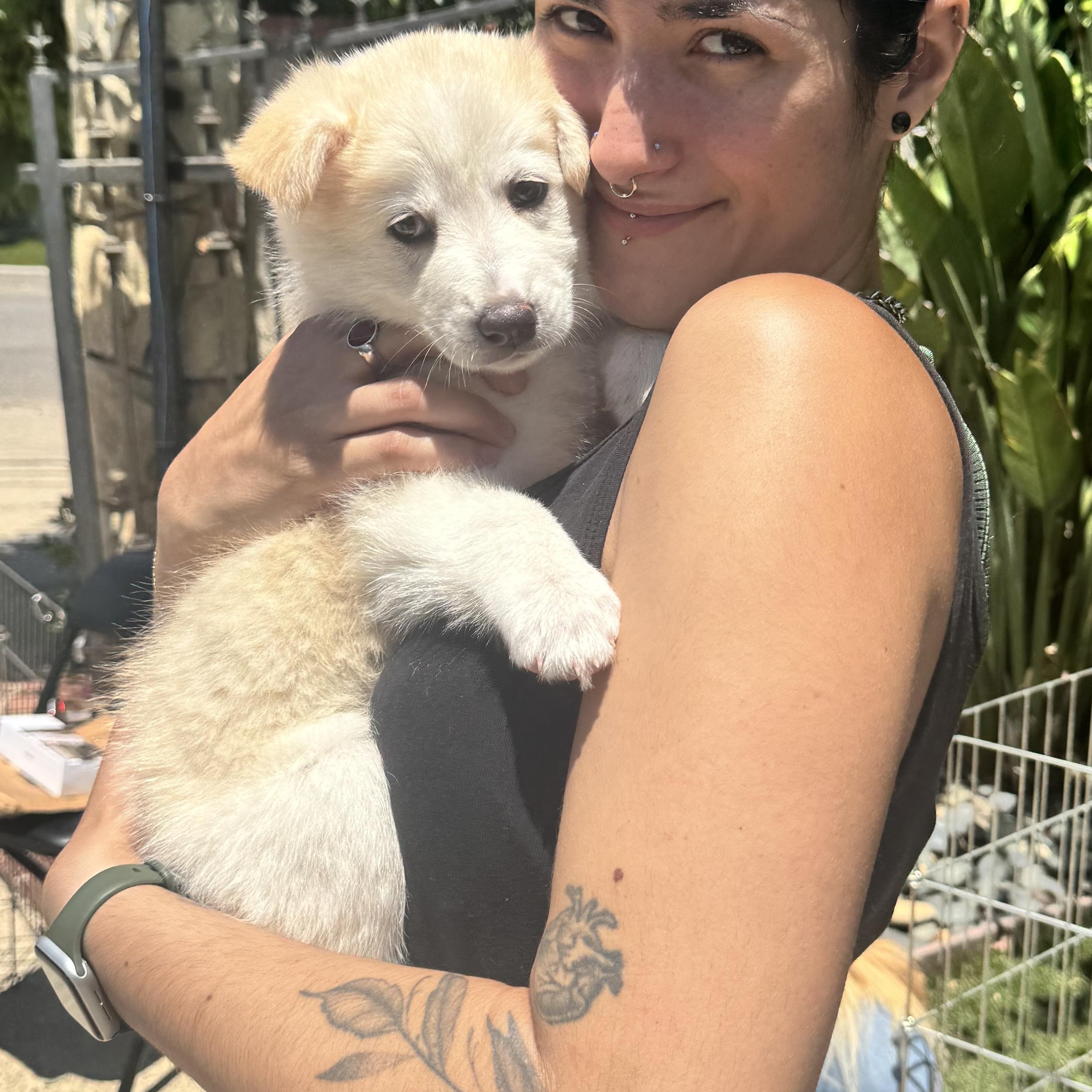 Popcorn, adopted, Puppy Female American Eskimo Dog & Jindo.