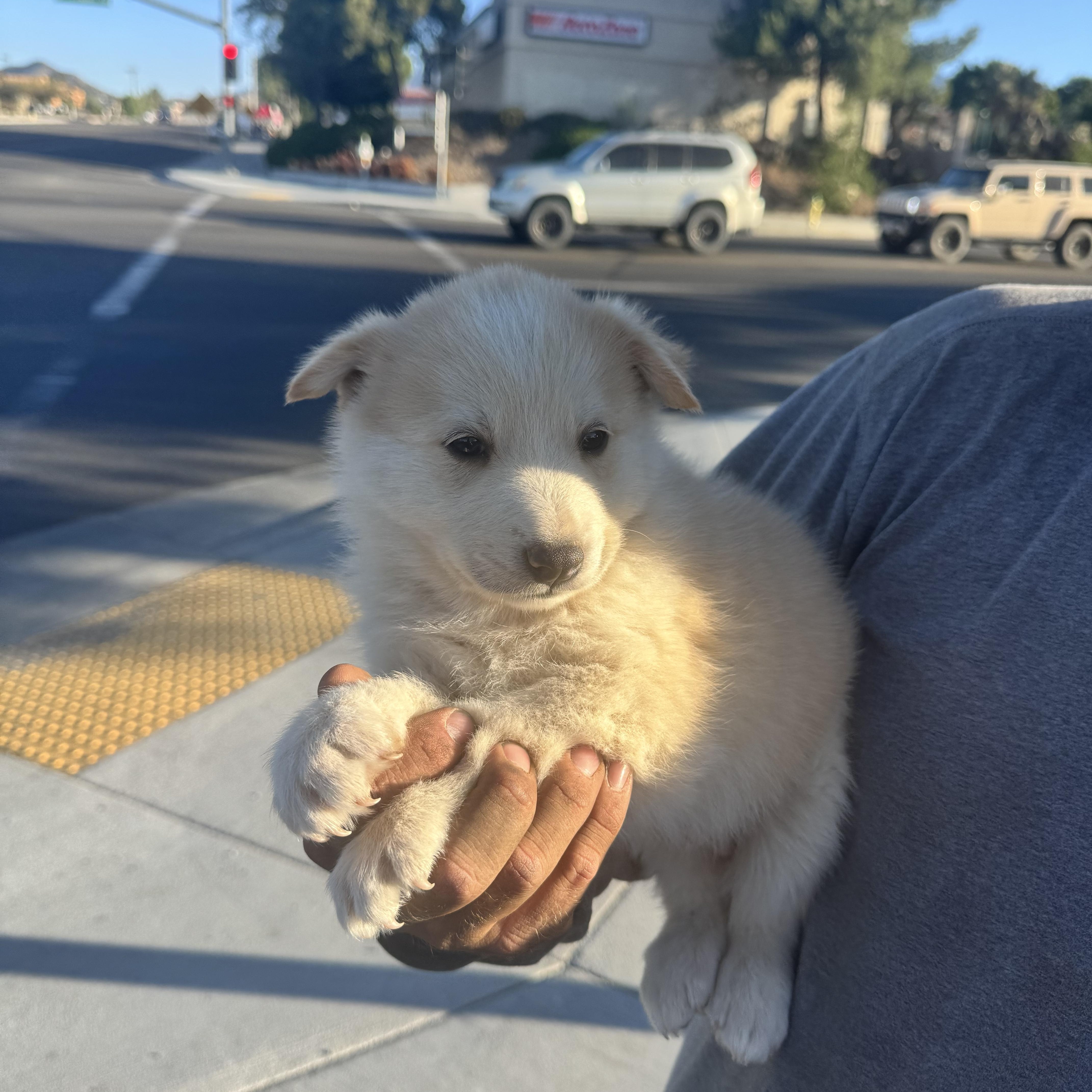 Popcorn, an adopted mixed breed in Van Nuys, CA image 4/6