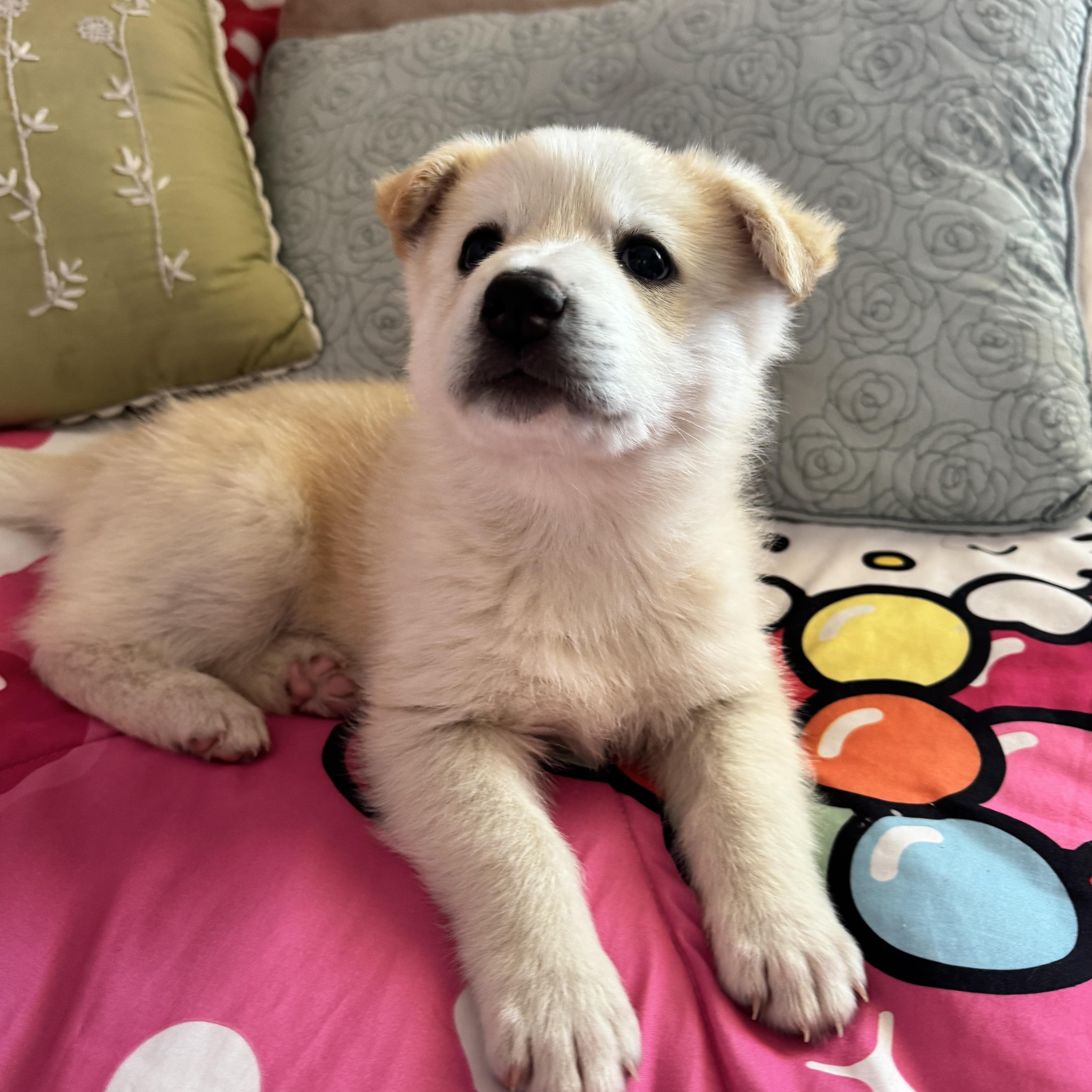 Popcorn, an adopted mixed breed in Van Nuys, CA image 6/6