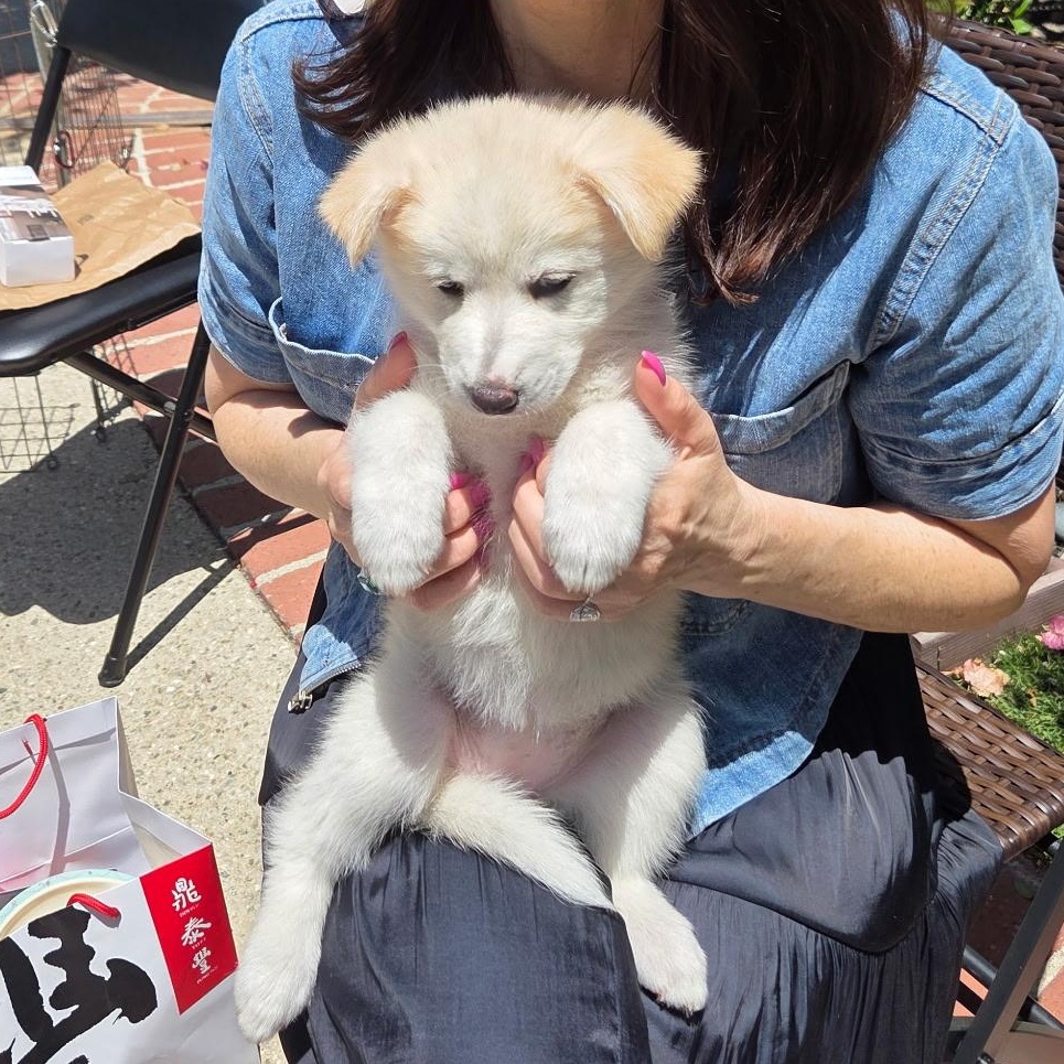 Popcorn, an adopted mixed breed in Van Nuys, CA image 2/6