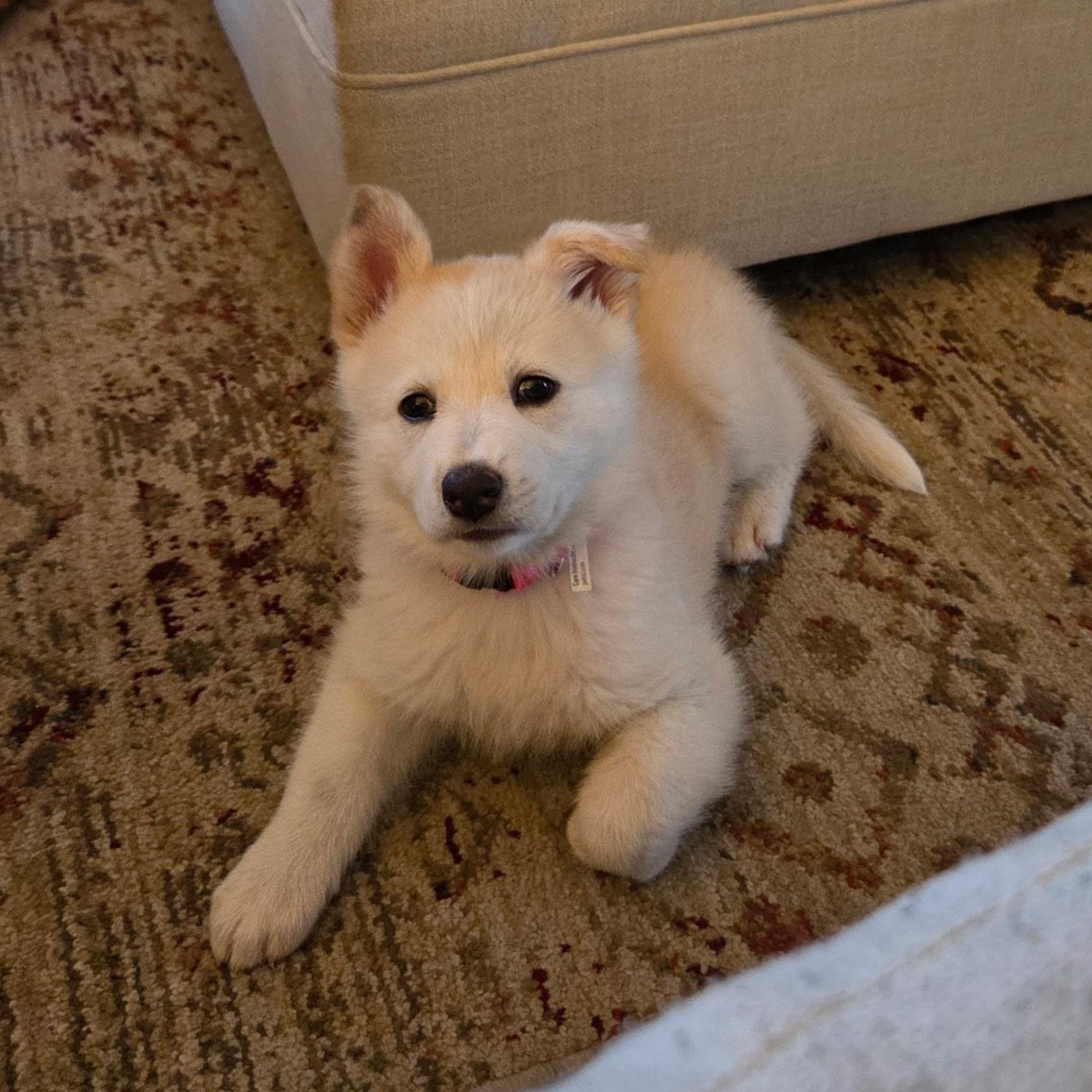 Popcorn, an adopted mixed breed in Van Nuys, CA image 5/6