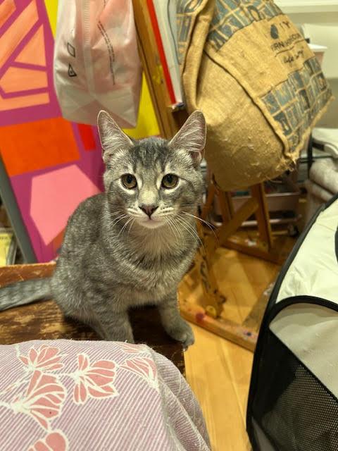 Enlarge Earl Grey, an adopted Domestic Short Hair in Orangeburg, NY image 1/3