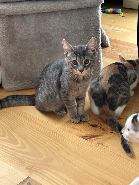 Enlarge Earl Grey, an adopted Domestic Short Hair in Orangeburg, NY image 2/3