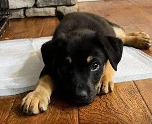Pluto, an adopted Mixed Breed in Appleton, WI_image-1