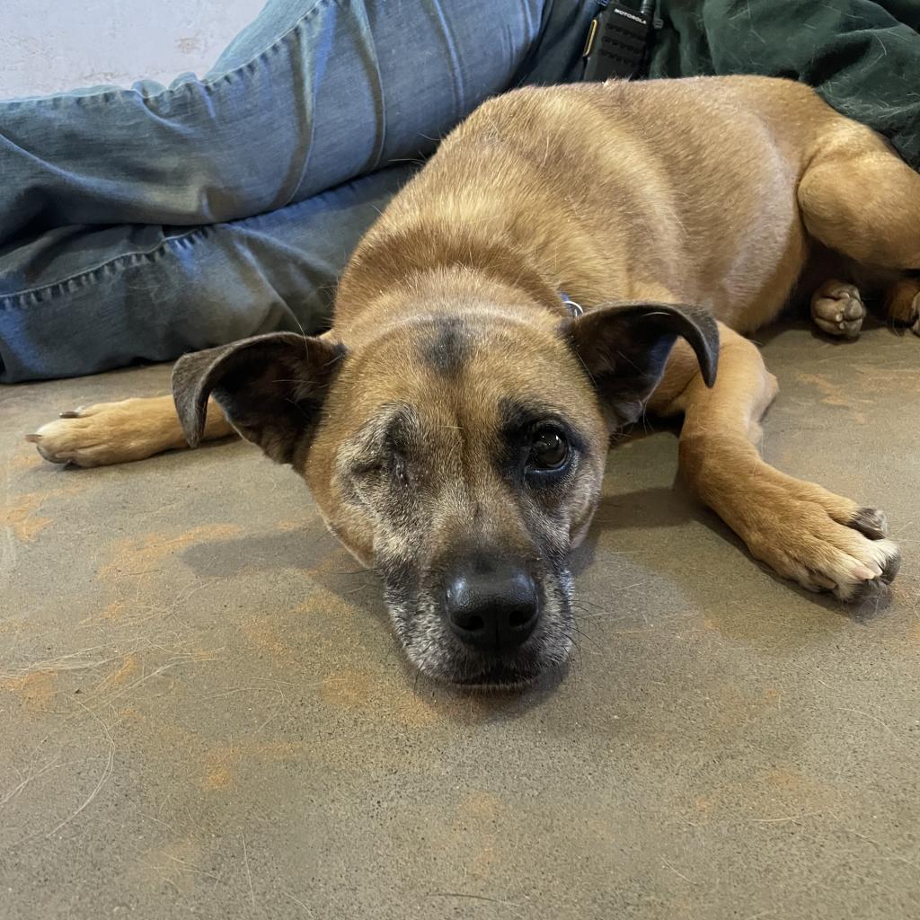 LuLu, Adoptable, Senior Female Chihuahua.