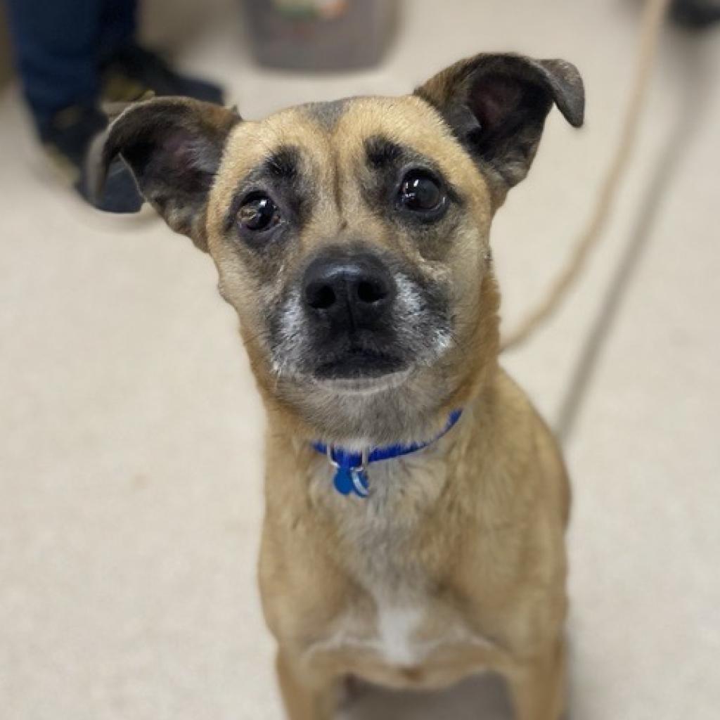 LuLu, a Adoptable mixed breed in Long Beach, CA image 3/6