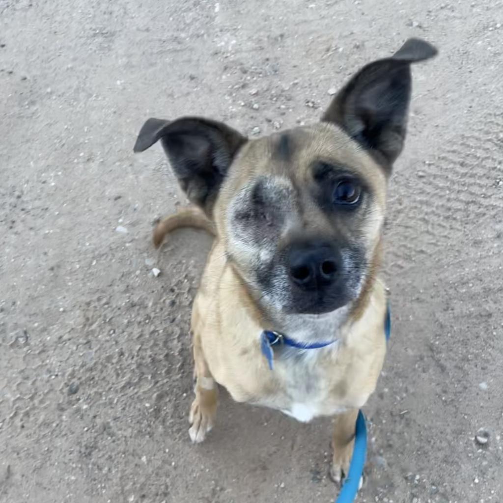 LuLu, a Adoptable mixed breed in Long Beach, CA image 4/6