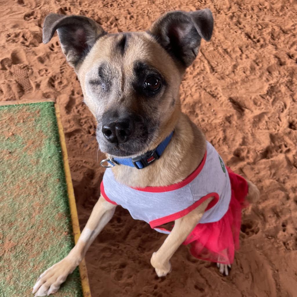 LuLu, a Adoptable mixed breed in Long Beach, CA image 5/6