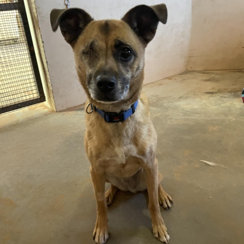 LuLu, a Adoptable mixed breed in Long Beach, CA image 6/6